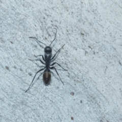 Camponotus aeneopilosus (A Golden-tailed sugar ant) at Higgins, ACT - 20 Aug 2024 by AlisonMilton