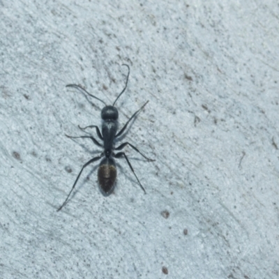 Camponotus aeneopilosus (A Golden-tailed sugar ant) at Higgins, ACT - 21 Aug 2024 by AlisonMilton