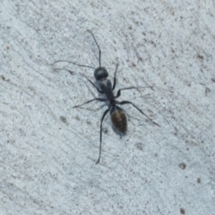 Camponotus aeneopilosus at Higgins, ACT - 21 Aug 2024