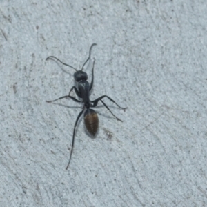 Camponotus aeneopilosus at Higgins, ACT - 21 Aug 2024