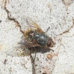 Calliphora stygia (Brown blowfly or Brown bomber) at Higgins, ACT - 21 Aug 2024 by AlisonMilton