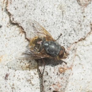 Calliphora stygia at Higgins, ACT - 21 Aug 2024