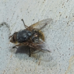 Calliphora stygia at Higgins, ACT - 21 Aug 2024