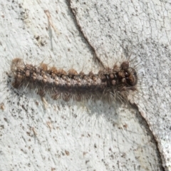 Lithosiini (IMMATURE) (A Footman or Lichen moth (Lithosiini)) at Higgins, ACT - 21 Aug 2024 by AlisonMilton