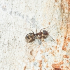 Iridomyrmex rufoniger (Tufted Tyrant Ant) at Higgins, ACT - 20 Aug 2024 by AlisonMilton