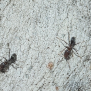 Iridomyrmex sp. (genus) at Higgins, ACT - 21 Aug 2024