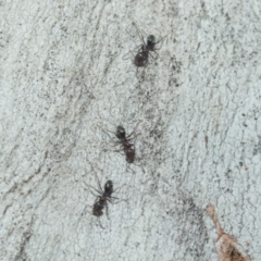 Iridomyrmex sp. (genus) at Higgins, ACT - 21 Aug 2024