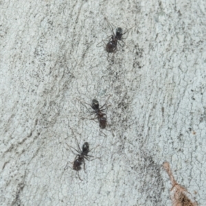 Iridomyrmex sp. (genus) at Higgins, ACT - 21 Aug 2024