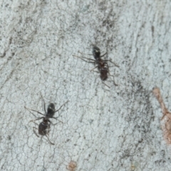 Iridomyrmex sp. (genus) at Higgins, ACT - 21 Aug 2024