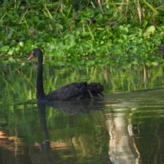 Cygnus atratus (Black Swan) at Kelso, QLD - 25 Aug 2024 by TerryS