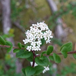 Platysace lanceolata at Jerrawangala, NSW - 17 Apr 2024