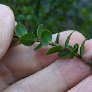 Platysace lanceolata at Jerrawangala, NSW - 17 Apr 2024