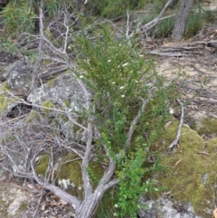 Platysace lanceolata at Jerrawangala, NSW - 17 Apr 2024 01:53 PM