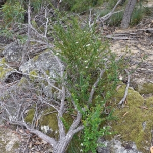 Platysace lanceolata at Jerrawangala, NSW - 17 Apr 2024