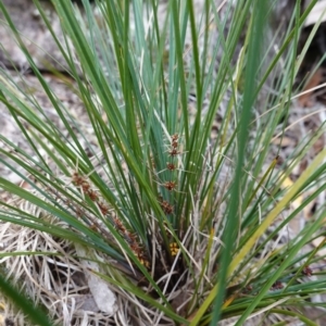 Lomandra longifolia at Jerrawangala, NSW - 17 Apr 2024 01:56 PM