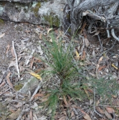 Lomandra longifolia at Jerrawangala, NSW - 17 Apr 2024 01:56 PM