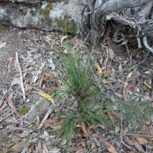 Lomandra longifolia at Jerrawangala, NSW - 17 Apr 2024 01:56 PM