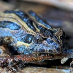 Crinia sp. (genus) (A froglet) at Wollogorang, NSW - 13 Aug 2024 by davidcunninghamwildlife