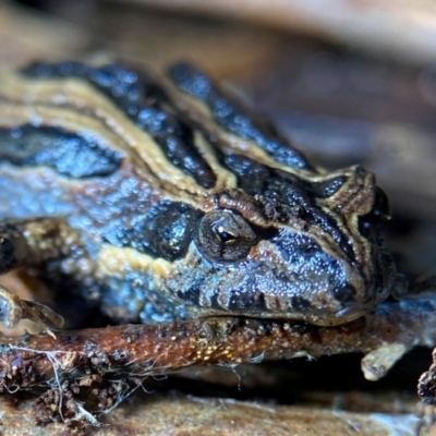 Crinia sp. (genus) (A froglet) at Wollogorang, NSW - 13 Aug 2024 by davidcunninghamwildlife