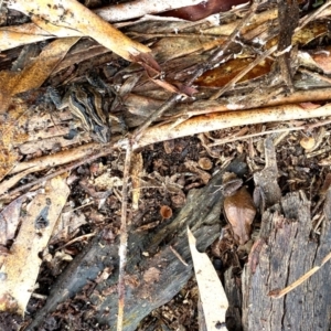 Crinia sp. (genus) at Wollogorang, NSW - 13 Aug 2024