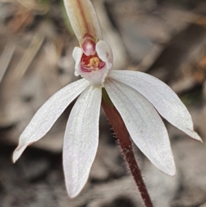 Caladenia fuscata at Denman Prospect, ACT - suppressed