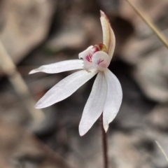 Caladenia fuscata at Denman Prospect, ACT - suppressed