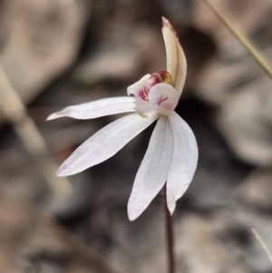 Caladenia fuscata at Denman Prospect, ACT - suppressed