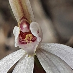 Caladenia fuscata at Denman Prospect, ACT - 25 Aug 2024