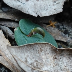 Corybas aconitiflorus (Spurred Helmet Orchid) at Jerrawangala, NSW - 17 Apr 2024 by RobG1