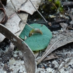 Corybas aconitiflorus at Jerrawangala, NSW - 17 Apr 2024