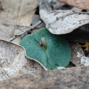 Corybas aconitiflorus at Jerrawangala, NSW - 17 Apr 2024