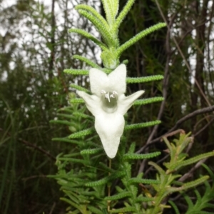 Chloanthes stoechadis at Jerrawangala, NSW - 17 Apr 2024 02:04 PM