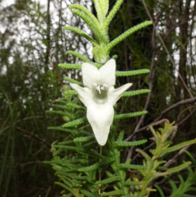 Chloanthes stoechadis at Jerrawangala, NSW - 17 Apr 2024 by RobG1