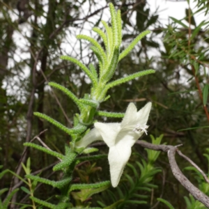 Chloanthes stoechadis at Jerrawangala, NSW - 17 Apr 2024