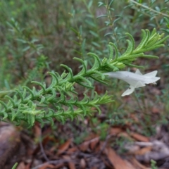 Chloanthes stoechadis at Jerrawangala, NSW - 17 Apr 2024