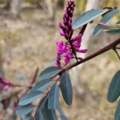 Indigofera australis subsp. australis (Australian Indigo) at Hall, ACT - 25 Aug 2024 by Jiggy