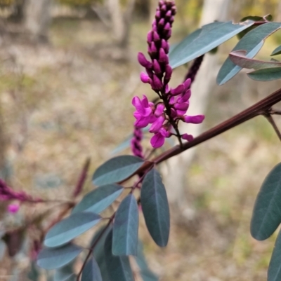 Indigofera australis subsp. australis (Australian Indigo) at Hall, ACT - 25 Aug 2024 by Jiggy