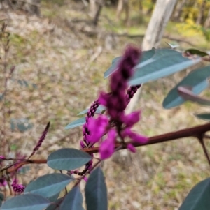 Indigofera australis subsp. australis at Hall, ACT - 25 Aug 2024