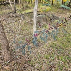 Indigofera australis subsp. australis at Hall, ACT - 25 Aug 2024