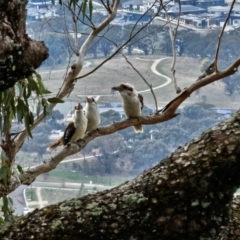 Dacelo novaeguineae (Laughing Kookaburra) at Springrange, NSW - 24 Aug 2024 by Jiggy