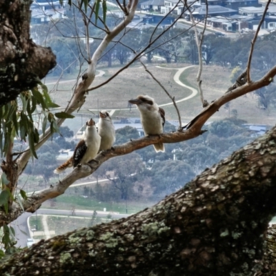 Dacelo novaeguineae (Laughing Kookaburra) at Springrange, NSW - 25 Aug 2024 by Jiggy