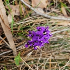 Hardenbergia violacea (False Sarsaparilla) at Taylor, ACT - 24 Aug 2024 by Jiggy