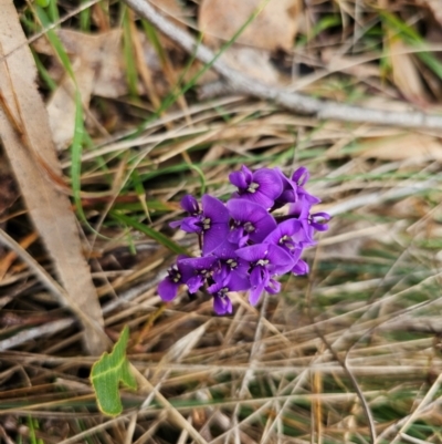 Hardenbergia violacea (False Sarsaparilla) at Taylor, ACT - 24 Aug 2024 by Jiggy