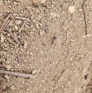 Myrmecia sp. (genus) at Taylor, ACT - 25 Aug 2024