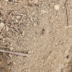 Myrmecia sp. (genus) at Taylor, ACT - 25 Aug 2024 10:31 AM