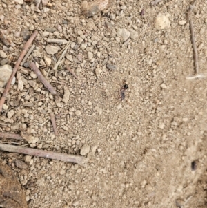 Myrmecia sp. (genus) at Taylor, ACT - 25 Aug 2024