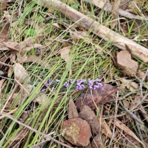 Hovea heterophylla at Taylor, ACT - 25 Aug 2024 09:28 AM