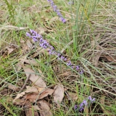 Hovea heterophylla at Taylor, ACT - 25 Aug 2024 09:28 AM