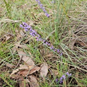 Hovea heterophylla at Taylor, ACT - 25 Aug 2024