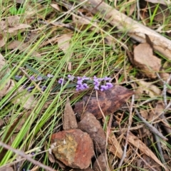 Hovea heterophylla at Taylor, ACT - 25 Aug 2024